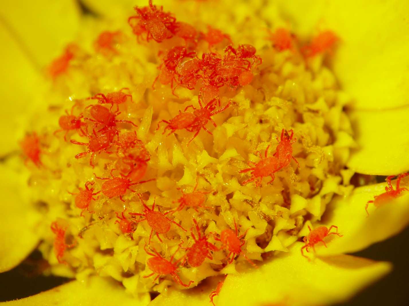 Erythraeidae